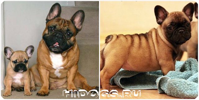 Описание стандарта породы французского бултдога, вес и рост, отклонения от нормы, допустимый окрас, здоровье собаки.