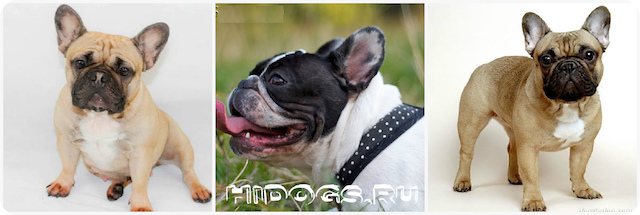 Описание стандарта породы французского бултдога, вес и рост, отклонения от нормы, допустимый окрас, здоровье собаки.