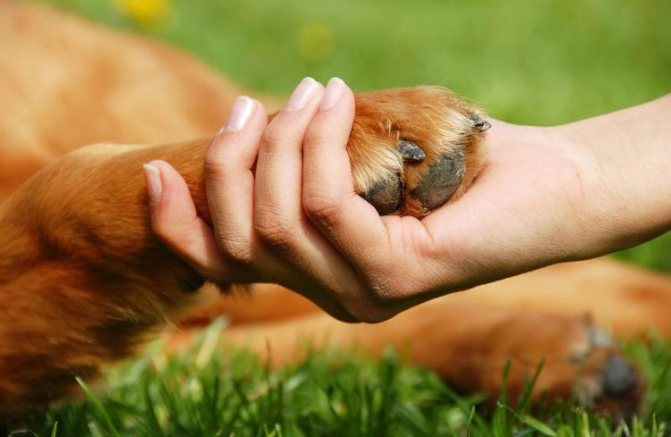 Опухла лапа у собаки: возможные причины и первая помощь.