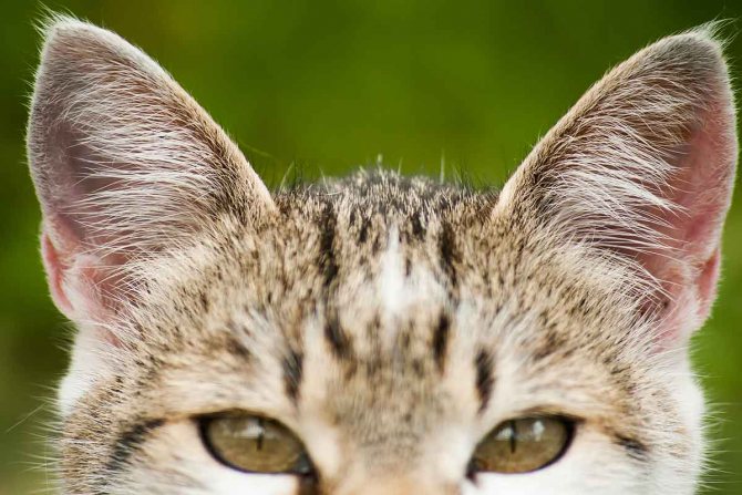 Опухоль ушной раковины у кошек лечение. Заболевания ушей у кошек: виды болезней, симптомы, причины и лечение. Заболевания ушных каналов кошки