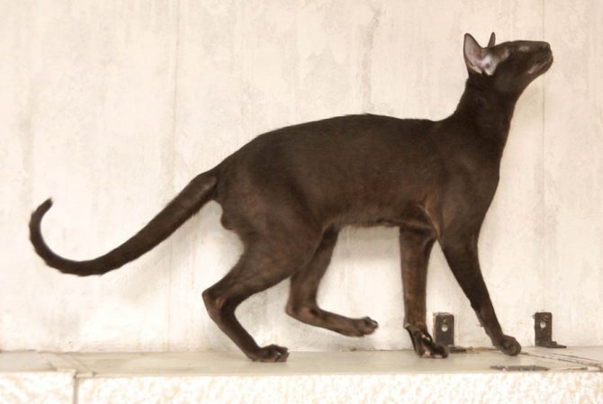 Ориентальная кошка гавана