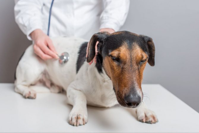 Осложнение после пироплазмоза у собаки может потребовать дополнительного лечения