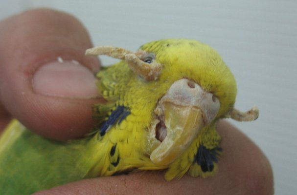 Осложнение у попугая