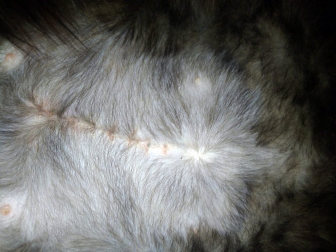 Осложнения после стерилизации у кошек: проблемы связанные с заживлением шва, сердечно-сосудистой системой, нарушения пищеварения и прочие неприятности