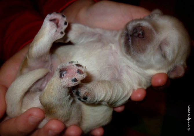 Осмотр новорожденного щенка