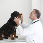 Осмотр собаки у ветеринара на наличие грибка