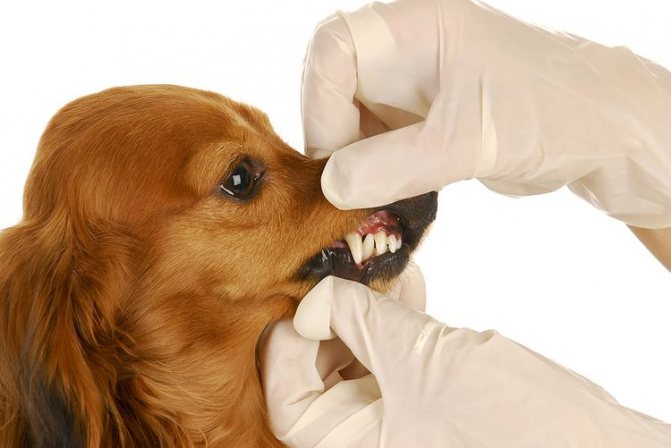 Осмотр зубов у собаки