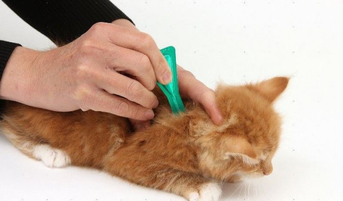 Основные правила и рекомендации, как проглистогонить кошку самостоятельно
