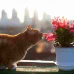Основные причины, почему кот ест комнатные цветы