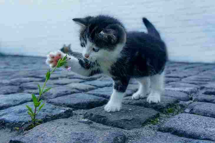 Основные причины, почему кот ест комнатные цветы