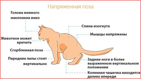 Основные симптомы болезни кошки