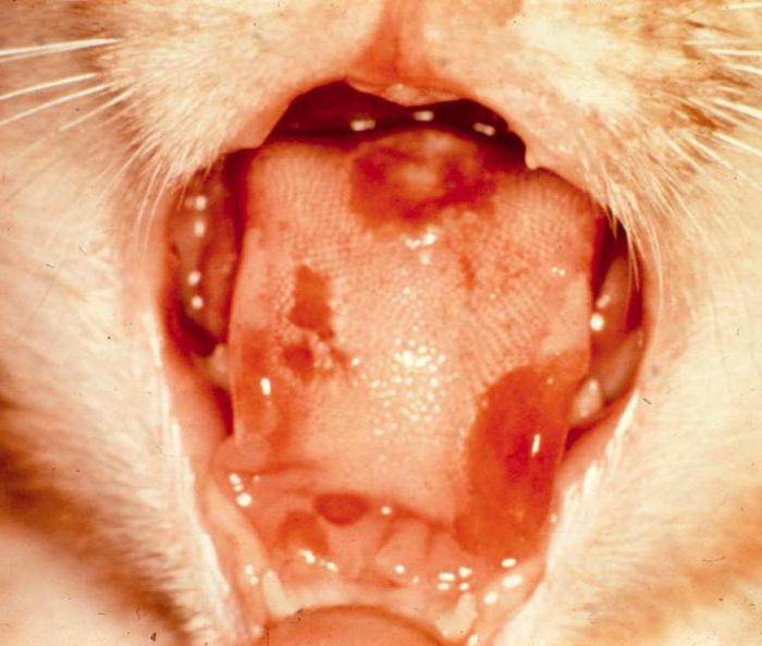 Основные симптомы - Причины и способы лечения язвы на губе у кошек
