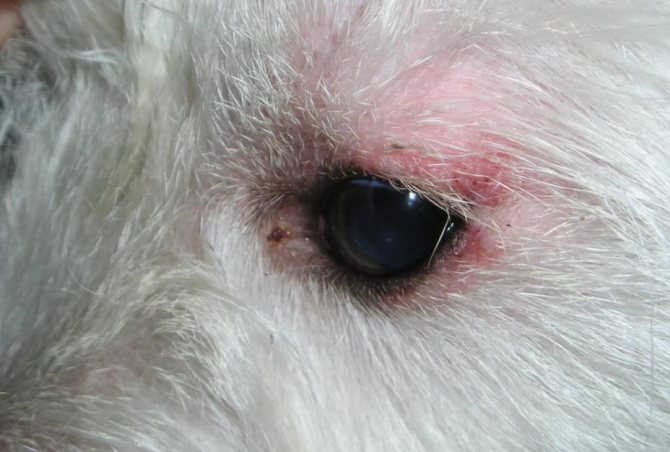Основные виды дерматита у собак и их лечение