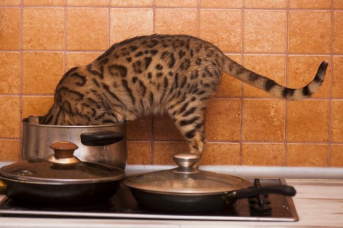 Особенности кормления бенгальской кошки