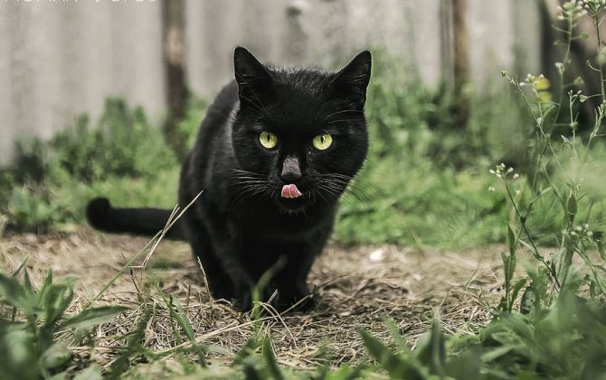 Особенности кормления бомбейской кошки