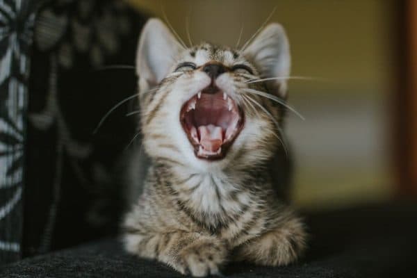 Особенности кормления котенка в период смены зубного ряда