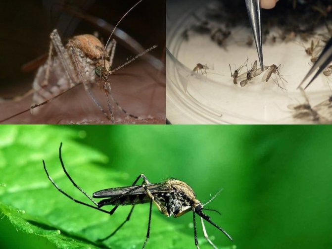 особенности строения комара