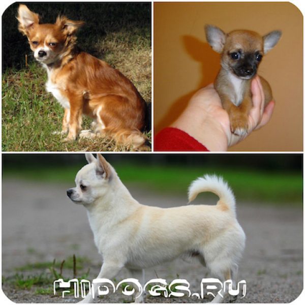 Особенности воспитания, характера, темперамента и обучаемости собак породы чихуахуа. Подробно о характере собаки.