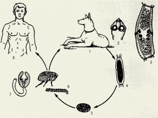 Особенности жизненного цикла червя