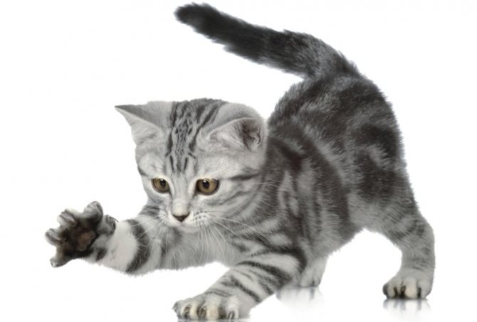 Особенную роль в развитии котенка играет период активного роста и набора веса