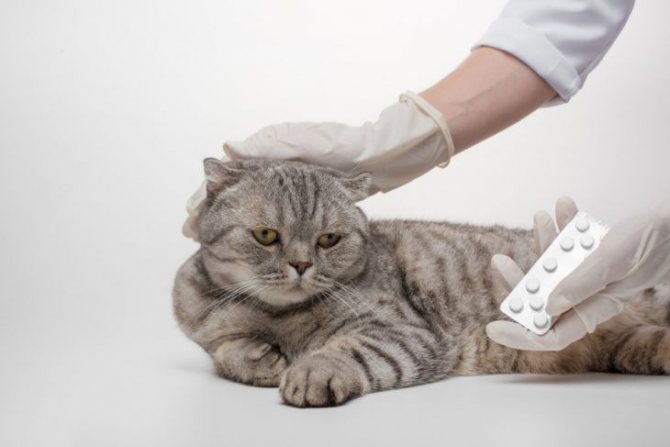 Остеохондродисплазия шотландских кошек: симптомы, лечение, прогнозы