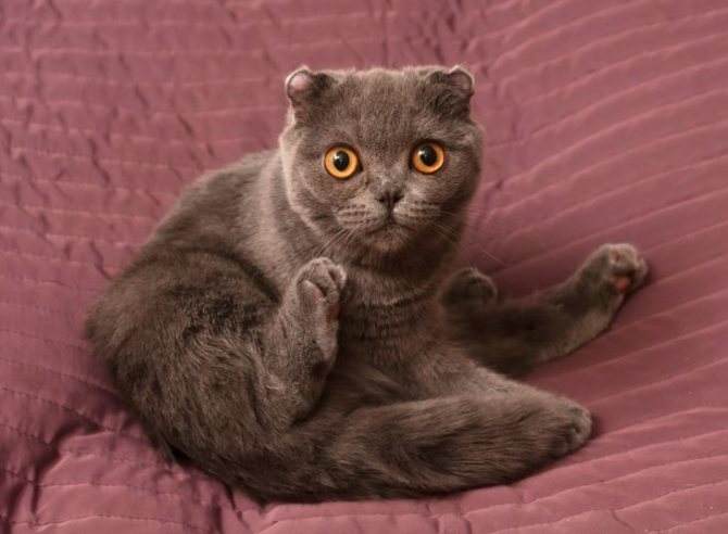 Остеохондродисплазия шотландских кошек: симптомы, лечение, прогнозы
