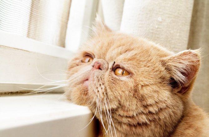 Отказ от еды и апатия – наиболее частые симптомы стресса у кошки