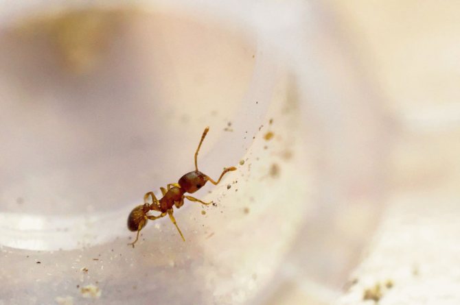 Откуда берутся мелкие рыжие муравьи в квартире и как их уничтожить