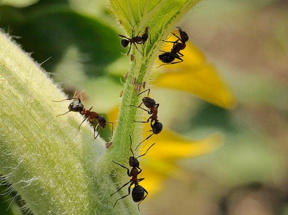 Откуда появляются муравьи на дачном участке