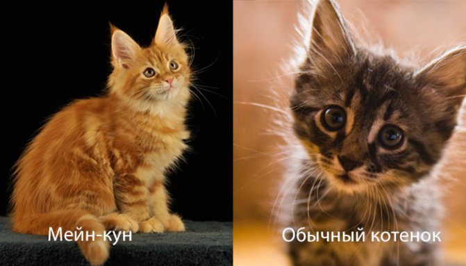 Отличия обычных кошек от мейн-кунов