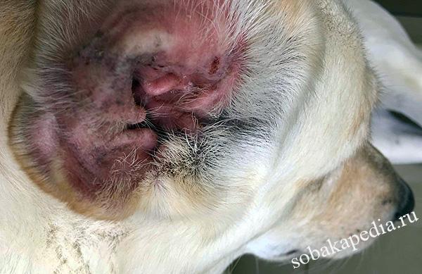 Отодектоз или ушной клещ у собак и как с ним бороться
