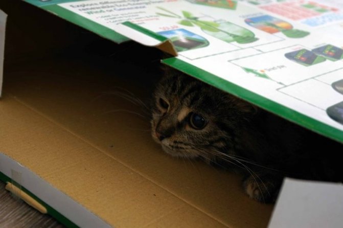 Отправляясь в ветеринарную клинику, положить питомца в затемненное место, например в коробку
