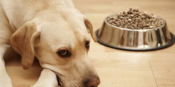 Отсутствие аппетита у собаки