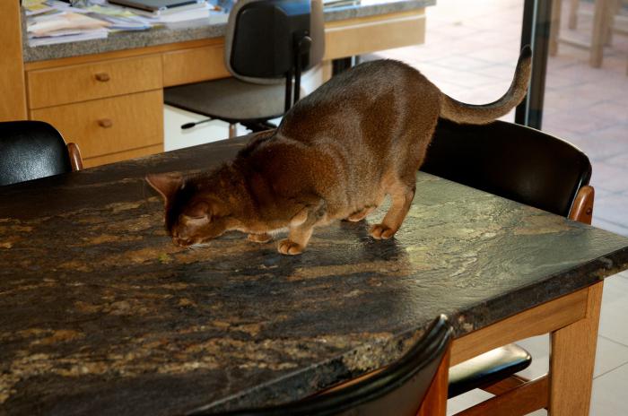 отучить кота лазить на стол