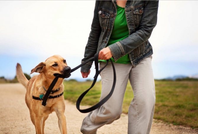 otuchit tyanut povodok 3 - Как отучить взрослую собаку тянуть поводок на прогулке