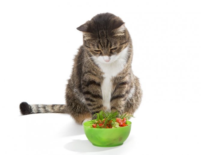 Овощи кошкам - какие можно давать а какие нельзя