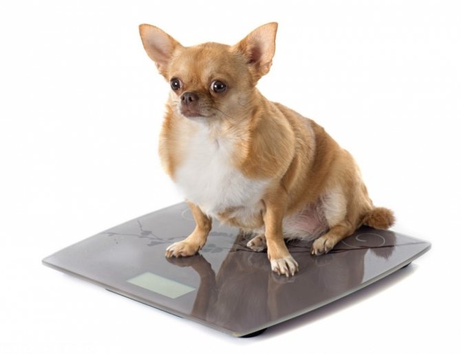Ожирение - как одна из причин развития нарушения у собак