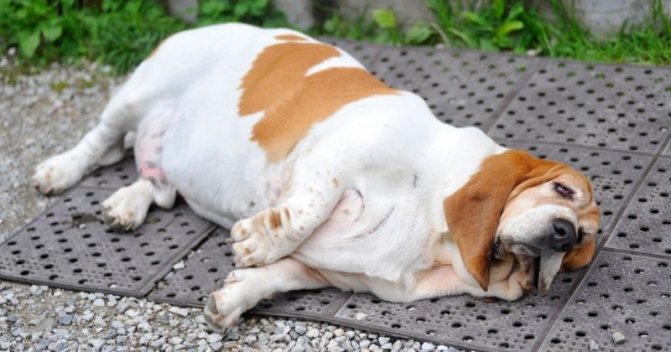 ожирение у собак фото