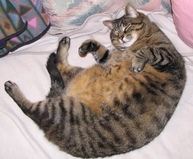 Ожиревшая кошка предрасположена к липидозу