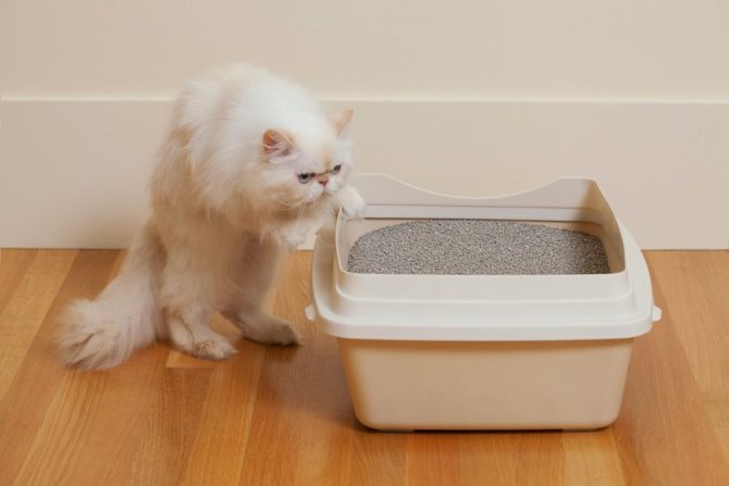 Пахнет кошачий лоток: как избавиться от запаха и средства для чистки