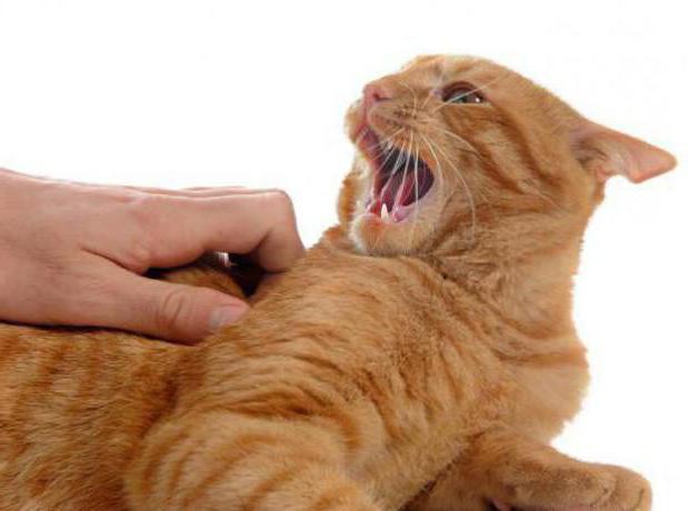 параанальные железы кошки лечение воспаления