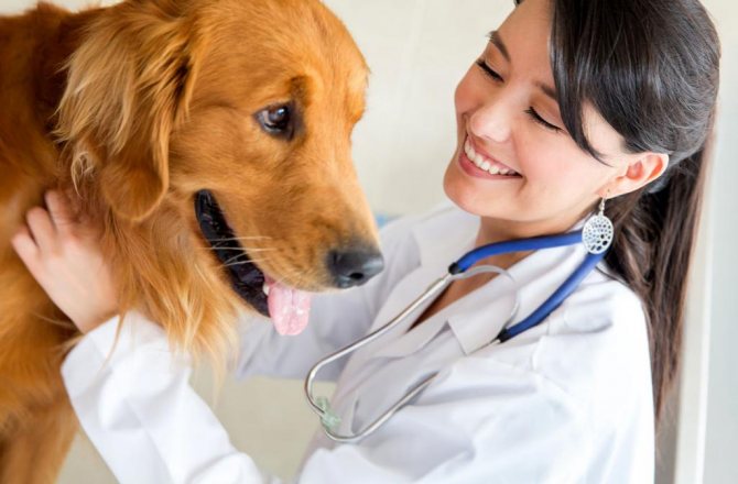 Парагрипп у собак, симптомы и лечение