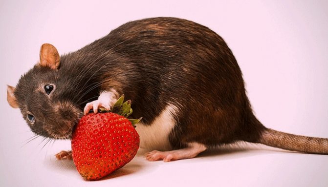 Паразиты у декоративной крысы - кто они, и как лечить?