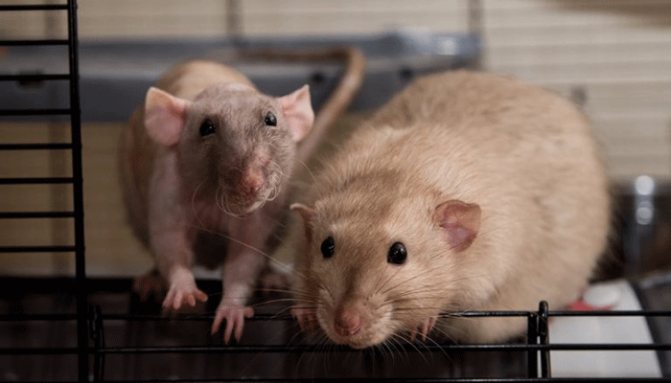 Паразиты у декоративной крысы - кто они, и как лечить?