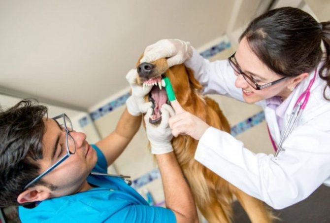 пародонтоз лечение и профилактика у собак