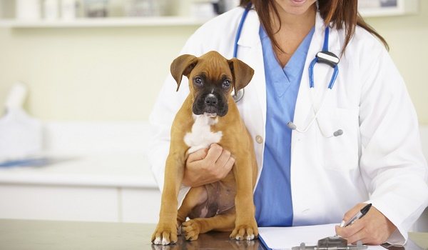 пародонтоз особенности лечения у собак