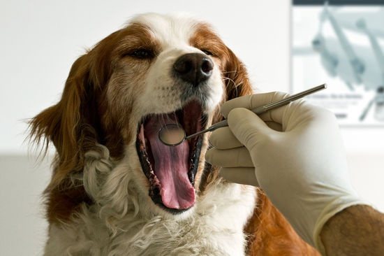 пародонтоз способы лечения у собак