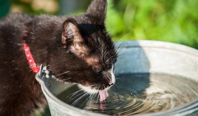 Патологические и естественные причины жажды у кошек