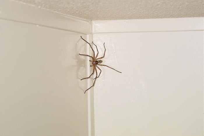 паук на стене