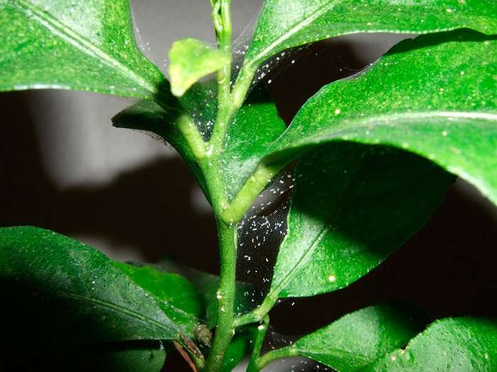 паутинный клещ на растении